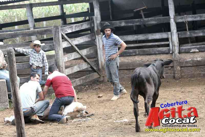 Preparao de Gados (Festa de St Antnio)