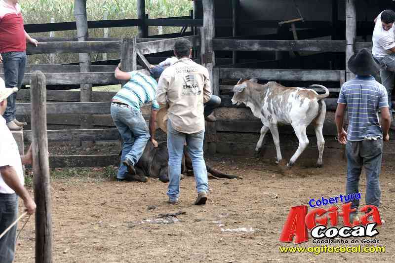 Preparao de Gados (Festa de St Antnio)
