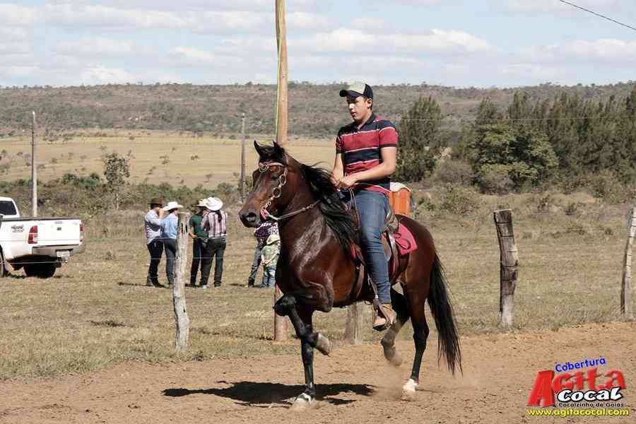 1 Encontro de animais marchadores de Cocalzinho de Gois