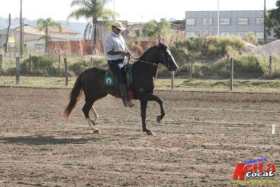 1 Encontro de animais marchadores de Cocalzinho de Gois