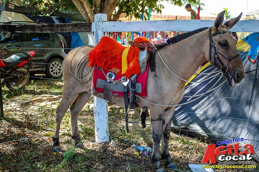 Festa da Pamonha 2017 (Album 2/2)