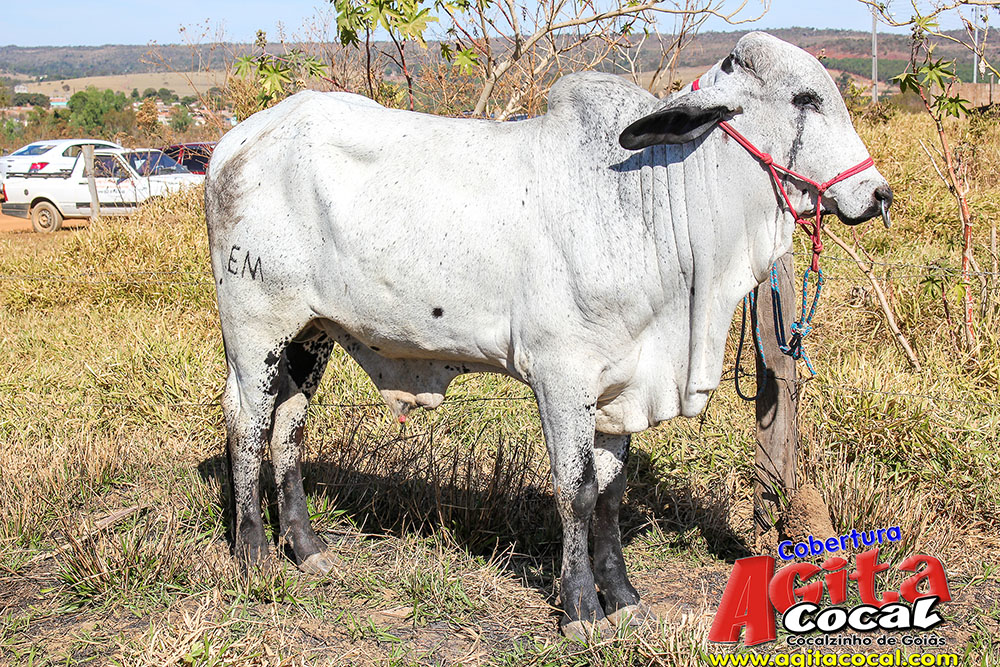 (III Cavalgada - Chegada-Almoo)