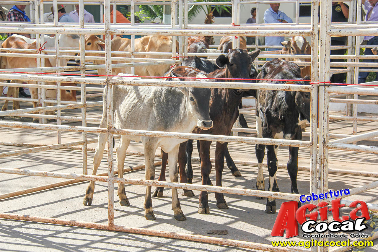 Almoo e Leilo de Animais - Festa de Santo Antnio (8 Dia)