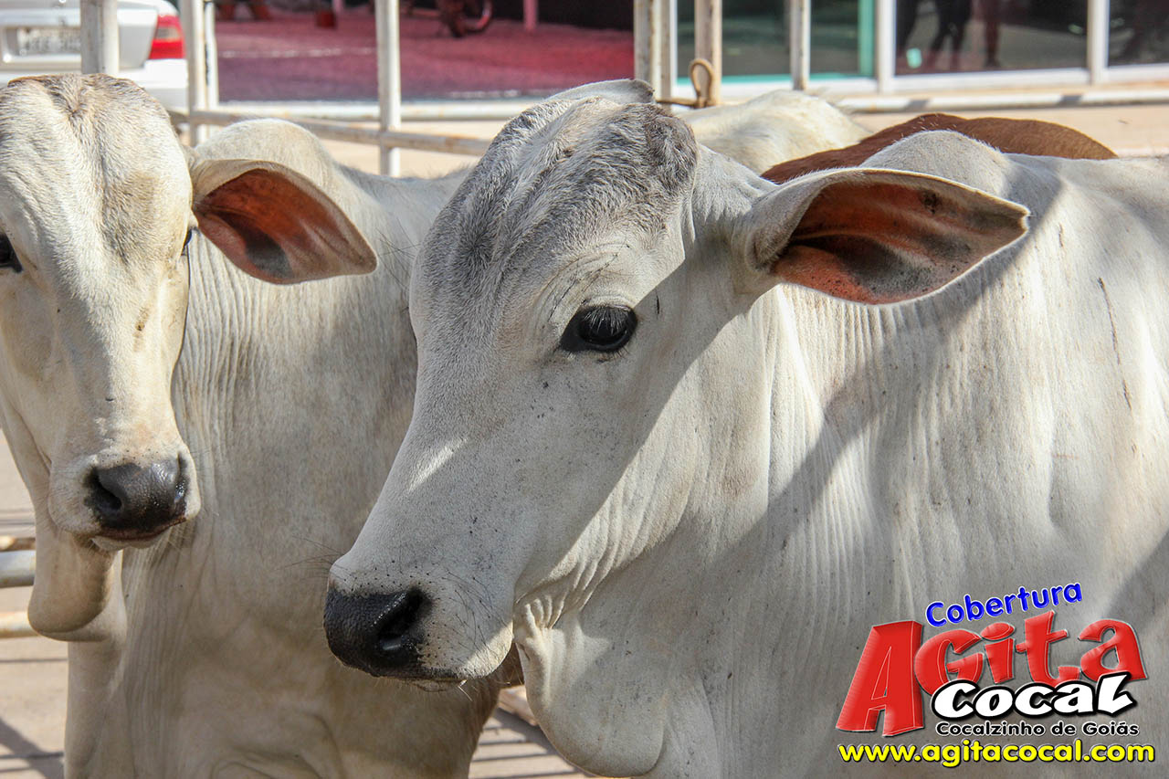 Almoo e Leilo de Animais - Festa de Santo Antnio (8 Dia)