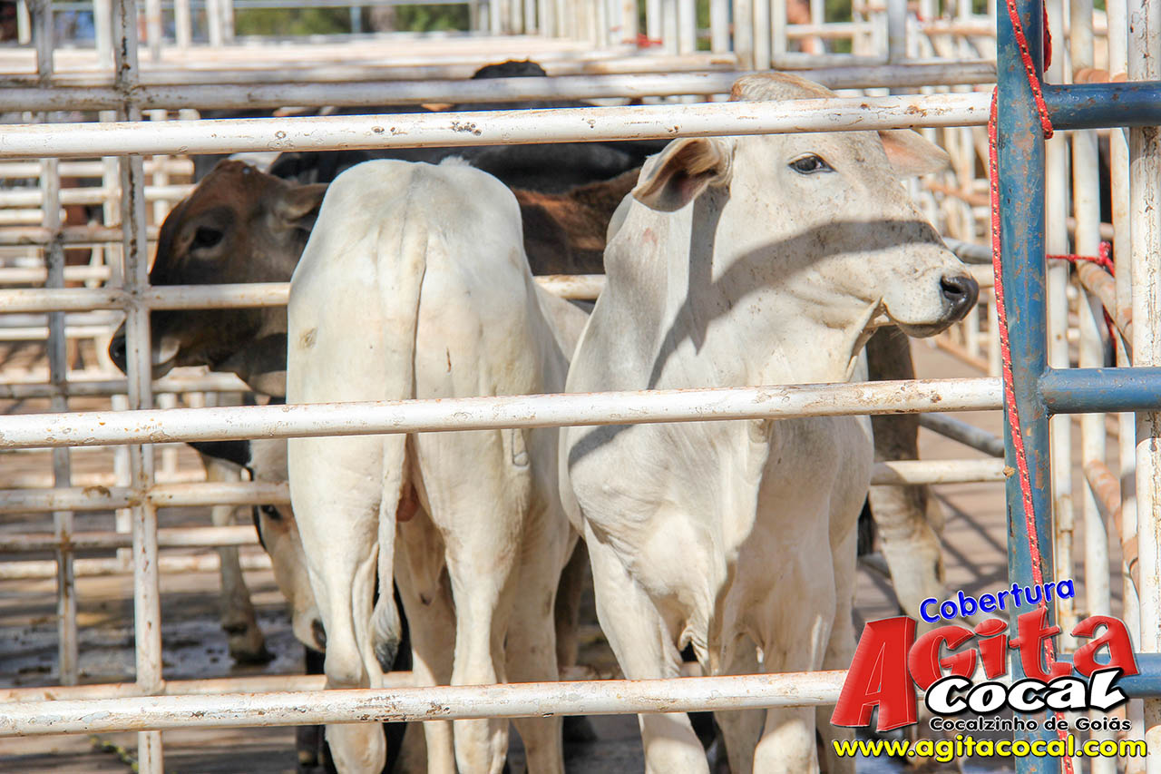 Almoo e Leilo de Animais - Festa de Santo Antnio (8 Dia)