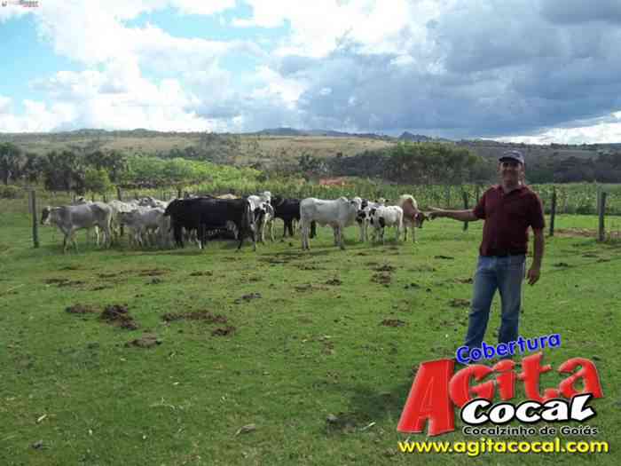 Festa de St Antnio (Arrumando os Bois do Leilo)
