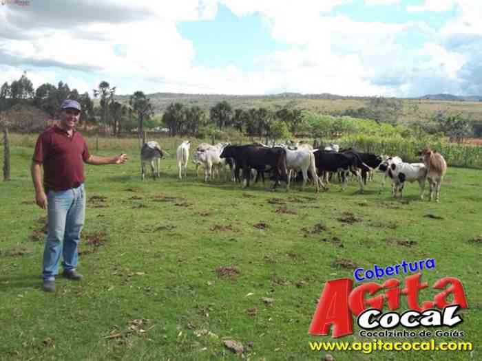 Festa de St Antnio (Arrumando os Bois do Leilo)