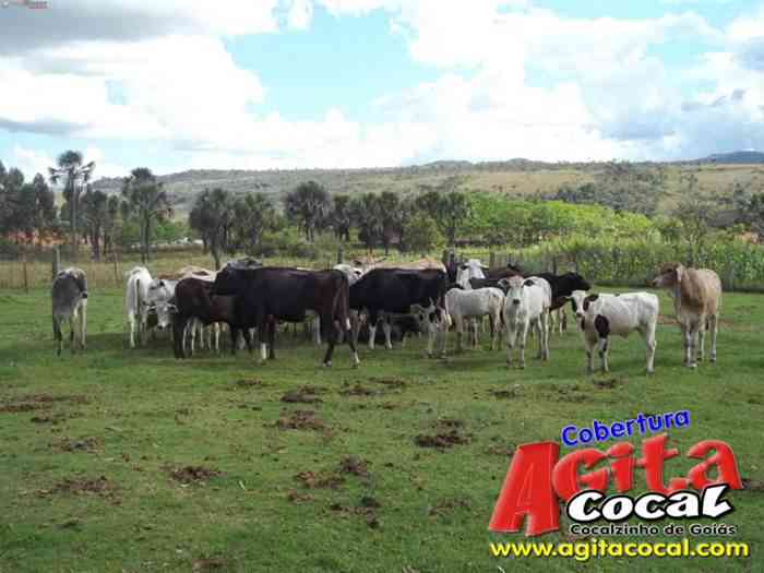 Festa de St Antnio (Arrumando os Bois do Leilo)