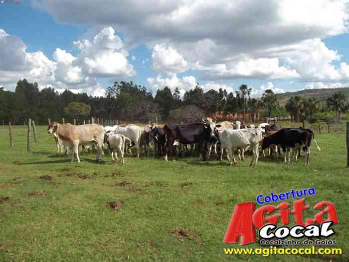 Festa de St Antnio (Arrumando os Bois do Leilo)