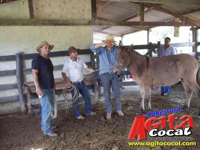 Festa de St Antnio (Arrumando os Bois do Leilo)