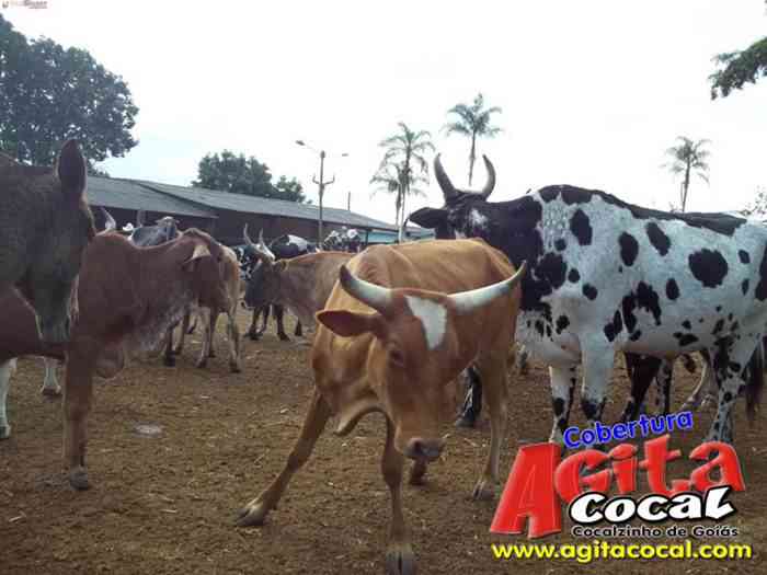 Festa de St Antnio (Arrumando os Bois do Leilo)