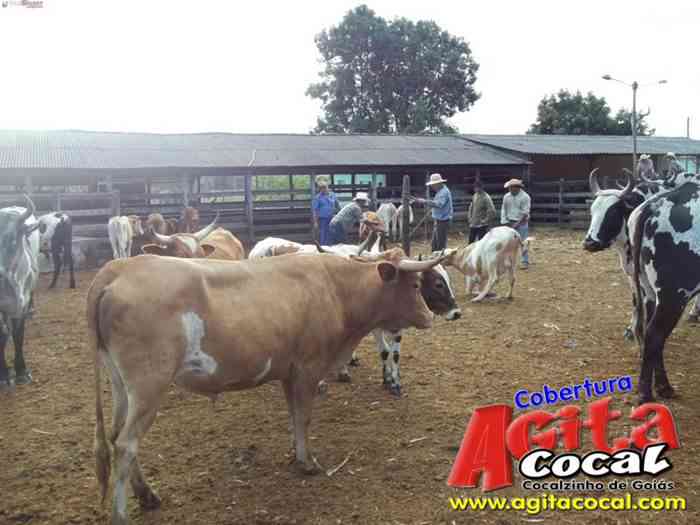 Festa de St Antnio (Arrumando os Bois do Leilo)
