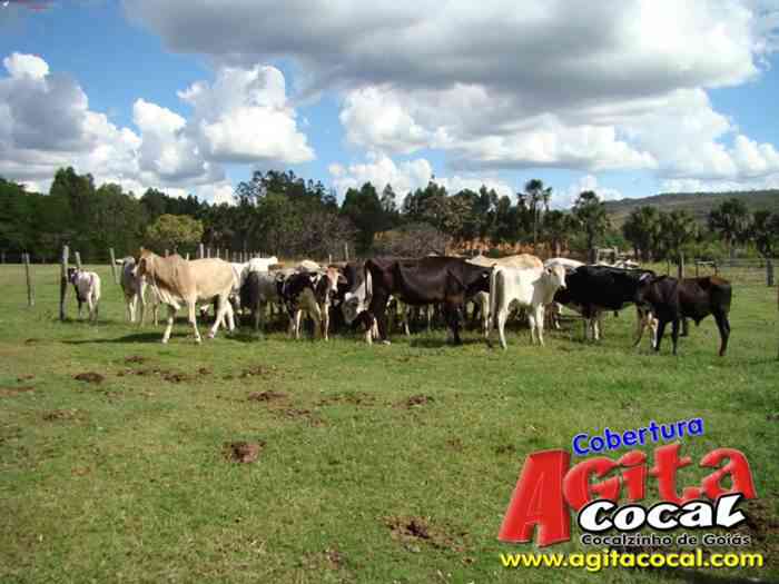 Festa de St Antnio (Arrumando os Bois do Leilo)
