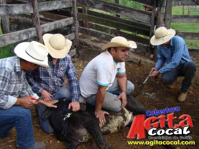Festa de St Antnio (Arrumando os Bois do Leilo)