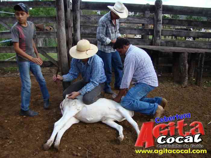 Festa de St Antnio (Arrumando os Bois do Leilo)