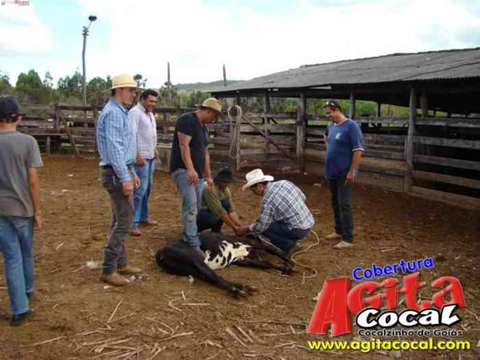 Festa de St Antnio (Arrumando os Bois do Leilo)