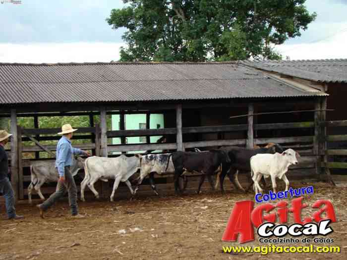 Festa de St Antnio (Arrumando os Bois do Leilo)