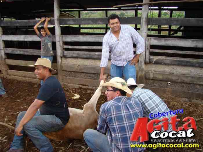 Festa de St Antnio (Arrumando os Bois do Leilo)