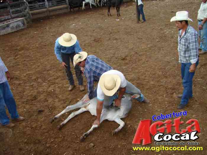Festa de St Antnio (Arrumando os Bois do Leilo)