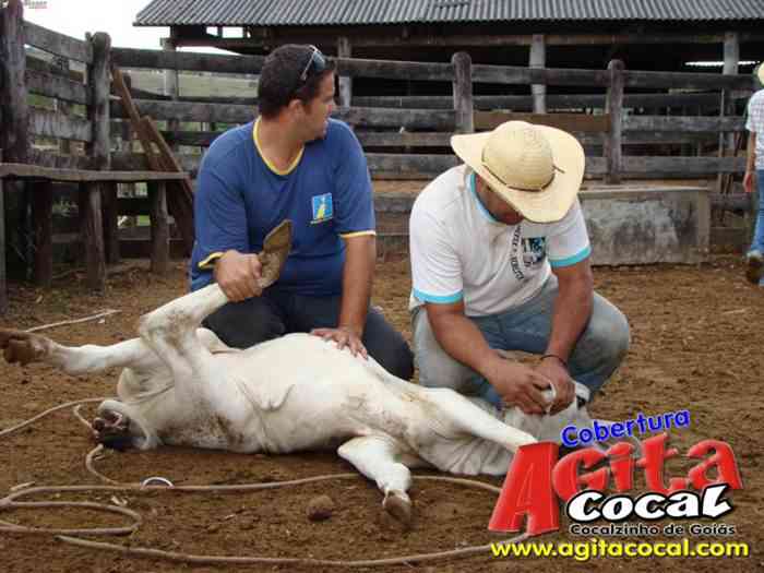 Festa de St Antnio (Arrumando os Bois do Leilo)