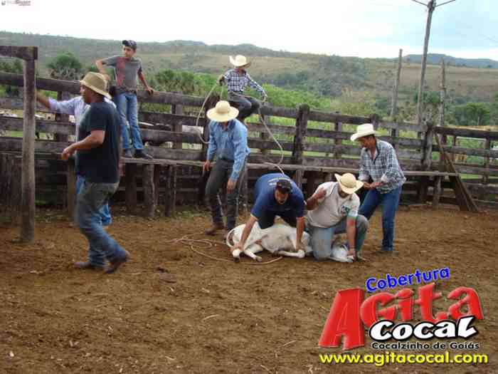 Festa de St Antnio (Arrumando os Bois do Leilo)