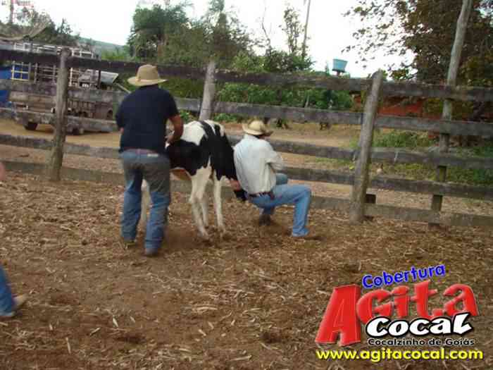 Festa de St Antnio (Arrumando os Bois do Leilo)