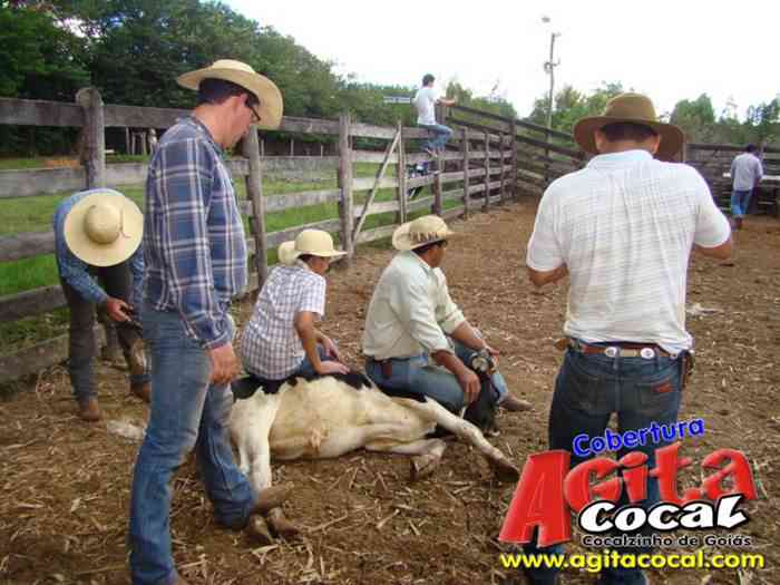 Festa de St Antnio (Arrumando os Bois do Leilo)