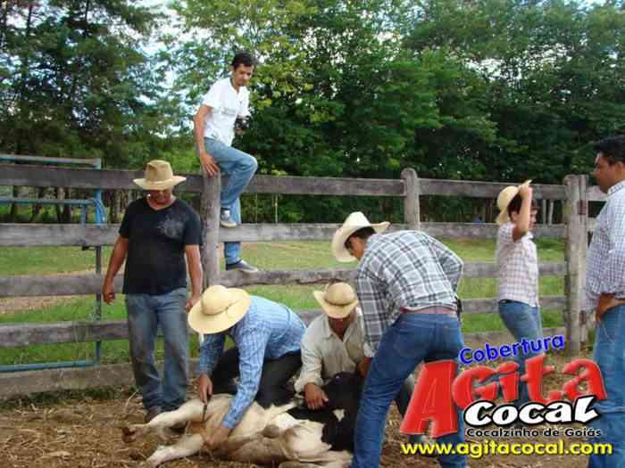 Festa de St Antnio (Arrumando os Bois do Leilo)