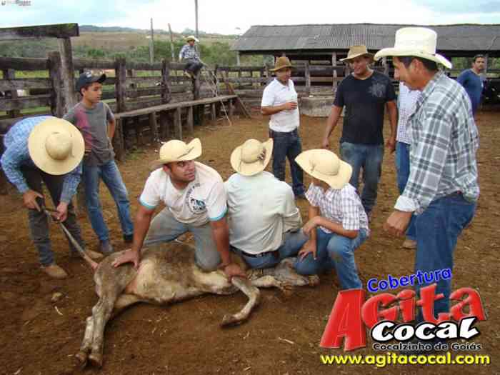 Festa de St Antnio (Arrumando os Bois do Leilo)