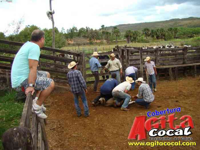 Festa de St Antnio (Arrumando os Bois do Leilo)
