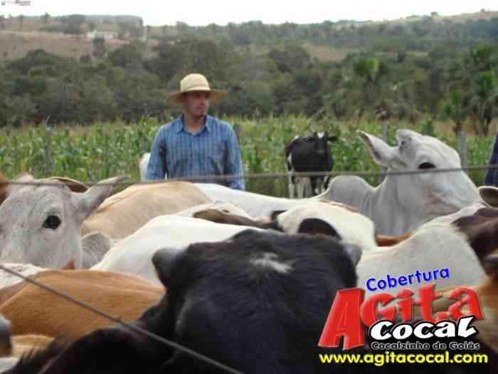 Festa de St Antnio (Arrumando os Bois do Leilo)