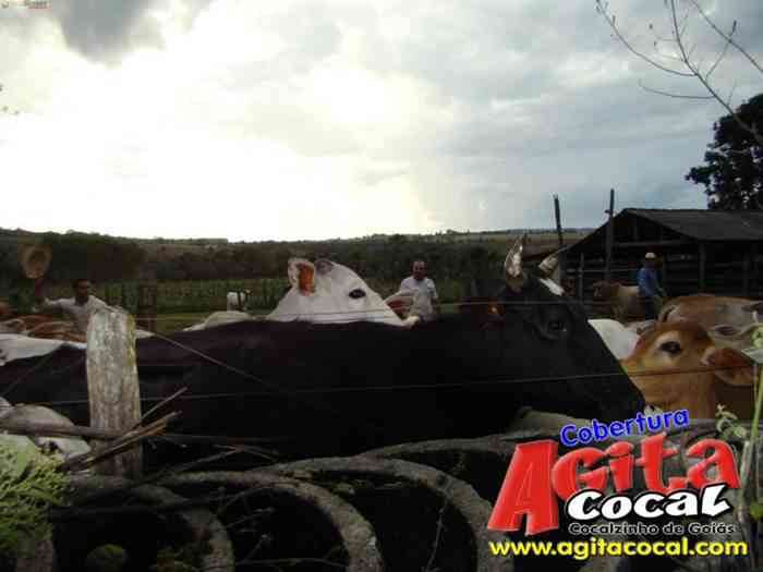 Festa de St Antnio (Arrumando os Bois do Leilo)