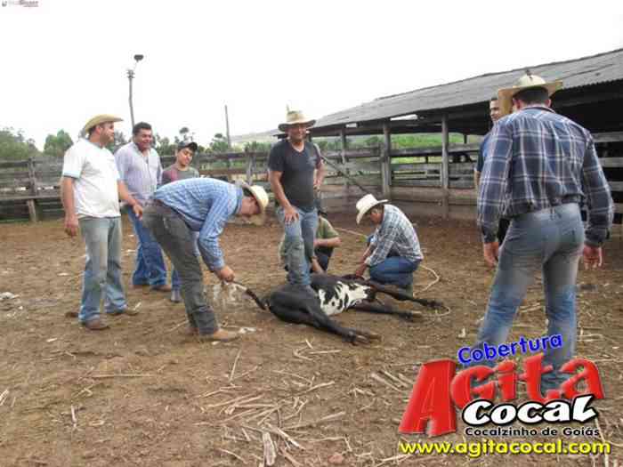Festa de St Antnio (Arrumando os Bois do Leilo)
