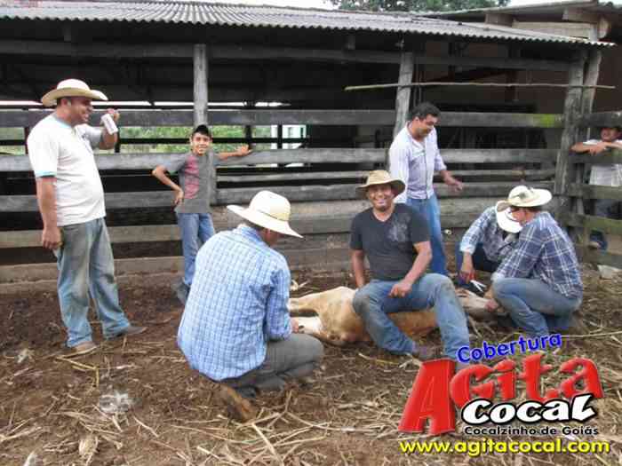 Festa de St Antnio (Arrumando os Bois do Leilo)