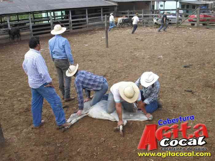Festa de St Antnio (Arrumando os Bois do Leilo)